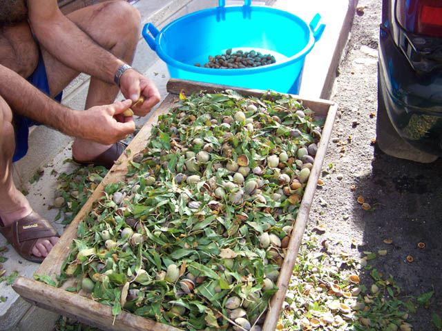 frutto della mandorla