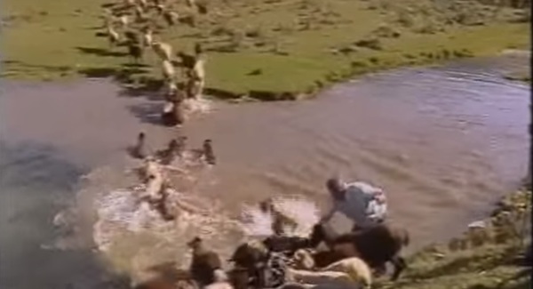 bagno-di-un-gregge-di-pecore