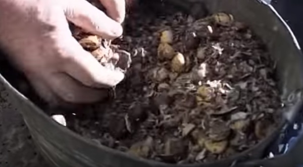 battitura-e-pulitura-delle-castagne