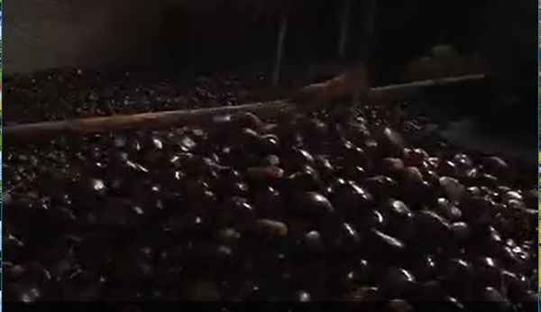 cura-e-conservazione-delle-castagne-in-acqua-fredda