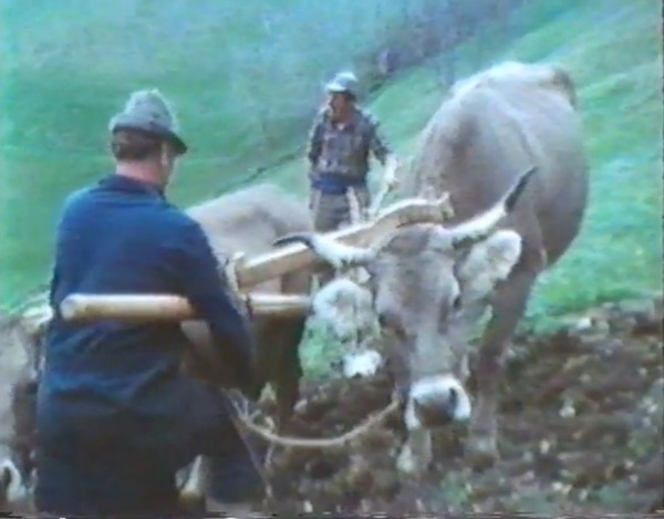 lavoro-nei-campi-in-montagna-aratura
