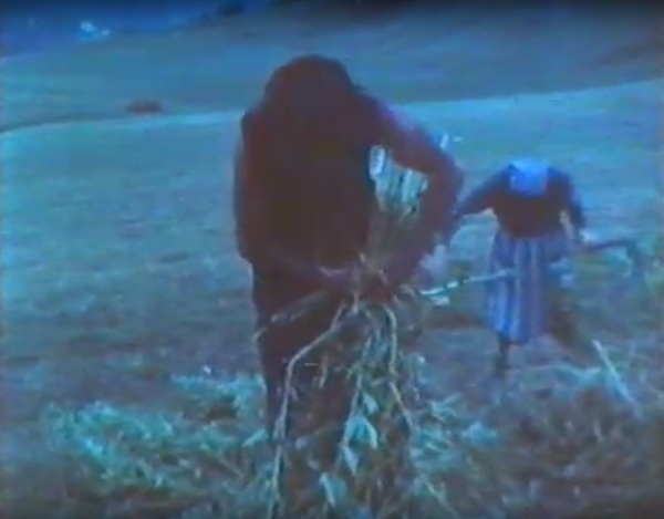 lavoro-nei-campi-in-montagna-raccolta-di-patate-e-fave