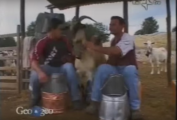 mungitura-di-un-gregge-di-capre