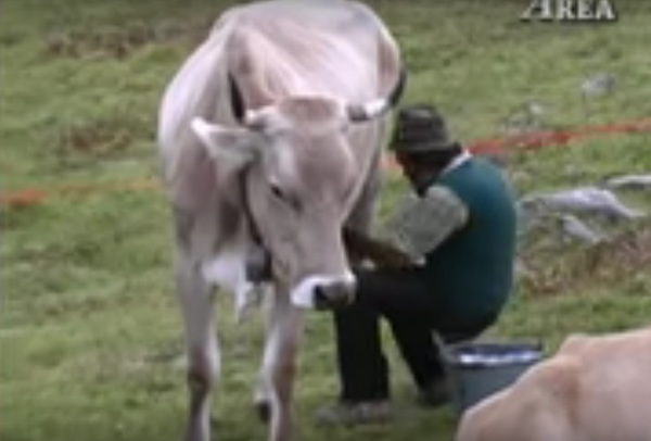 mungitura-di-una-vacca-in-alpeggio