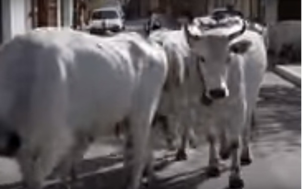 passaggio-in-paese-di-una-mandria-di-vacche
