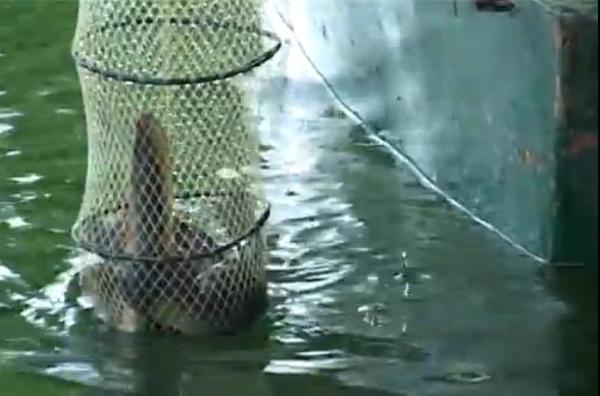 pesca-con-il-bertovello