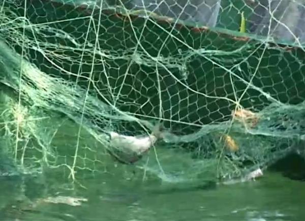pesca-con-il-tramaglino-redesin