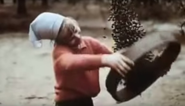 raccolta-delle-olive-utilizzo-del-crivello
